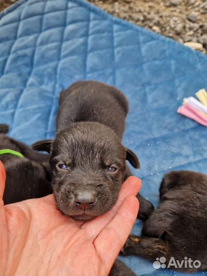 Щенки метисы