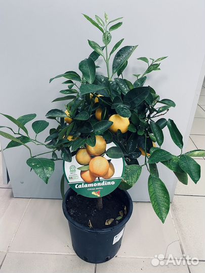 Мандариновое дерево с плодами