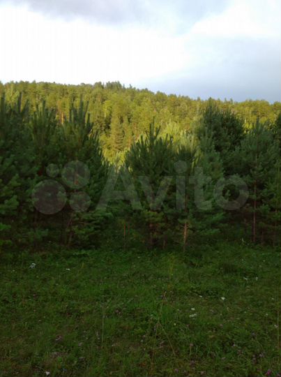 Участок 51 сот. (СНТ, ДНП)