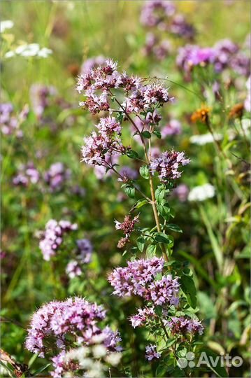 Душица обыкновенная (орегано), семена