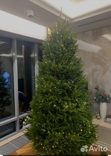 Ель живая