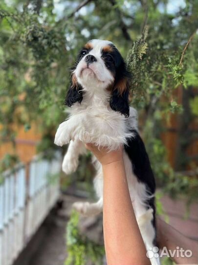 Кавалер кинг чарльз спаниель