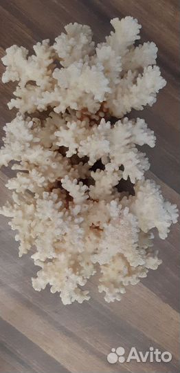 Кораллы для аквариума