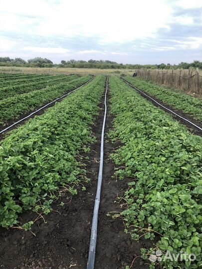 Рассада клубники клери