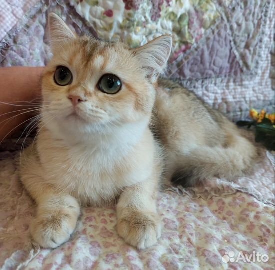 Британская девочка