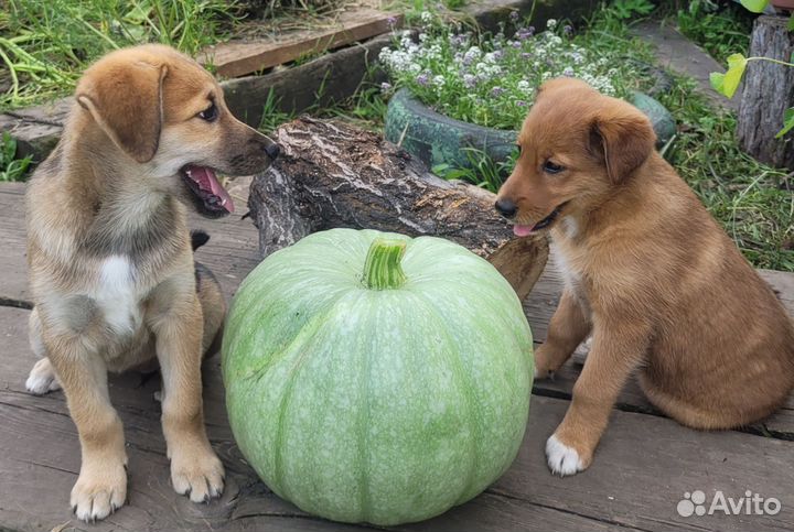 Сабрина и Миса