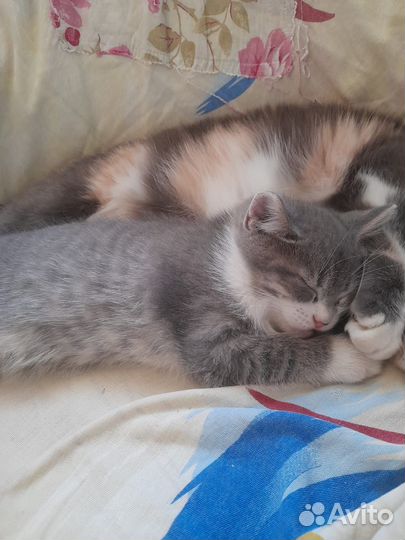 Котёнок (мальчик) в добрые руки