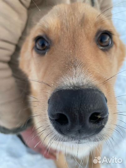 Щенок в добрые руки