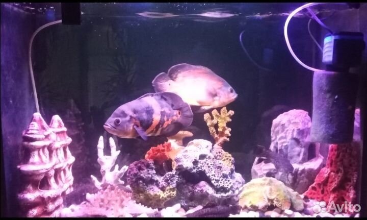 Аквариумы 120и 90 литров, гроты