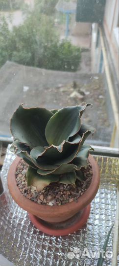 Сансевиерии разные