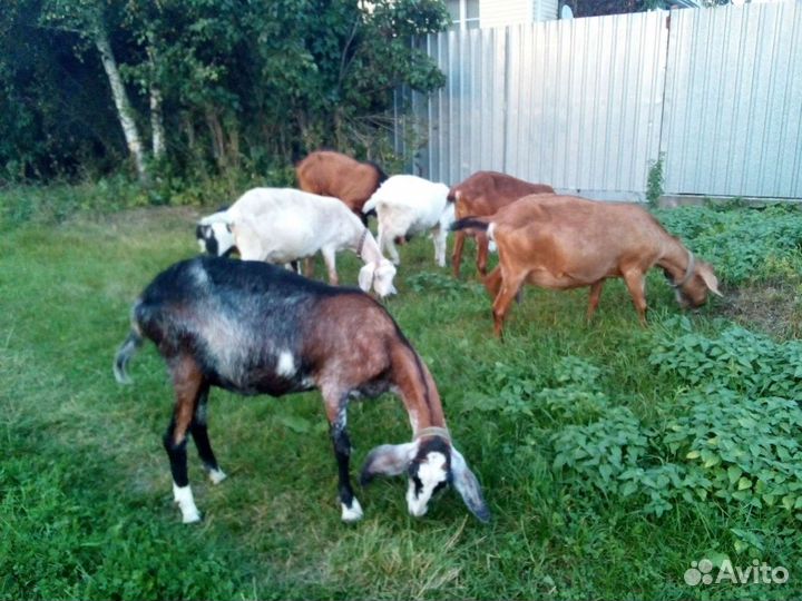 Козье молоко