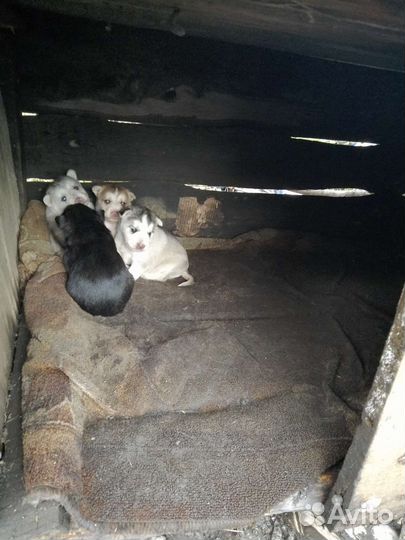 Бронь на красивых щенков