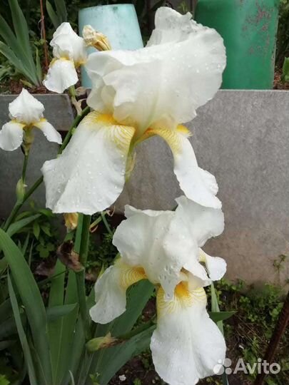 Ирисы бородатые #2