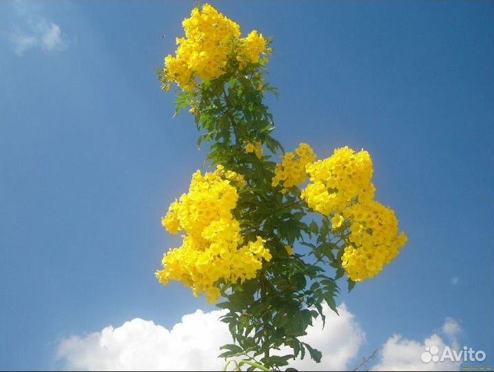 Тэкома древовидная редкое растение