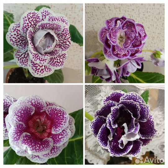 Глоксиния листья Почтой