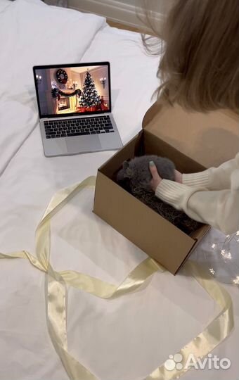 Мини карликовый Кролик