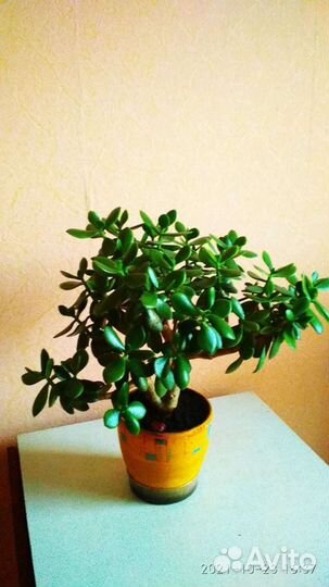 Денежное дерево (Толстянка )