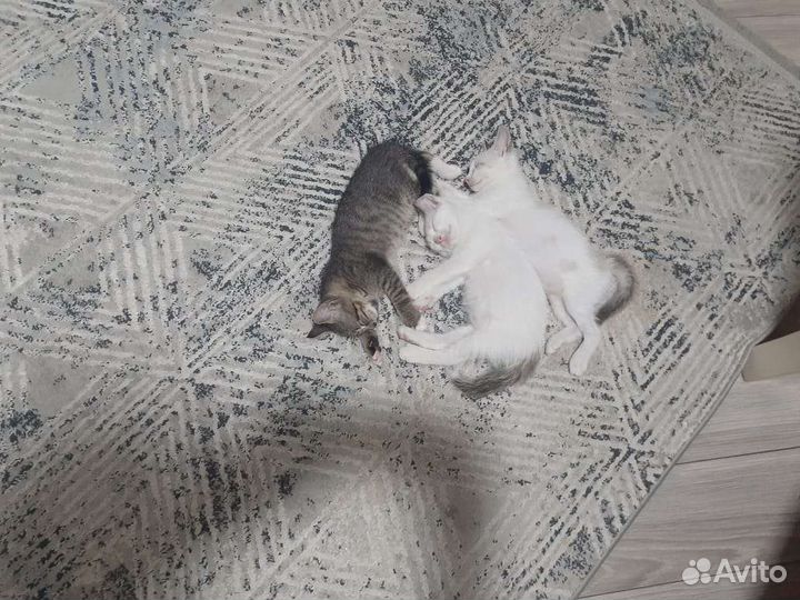 Кошки в добрые руки бесплатно