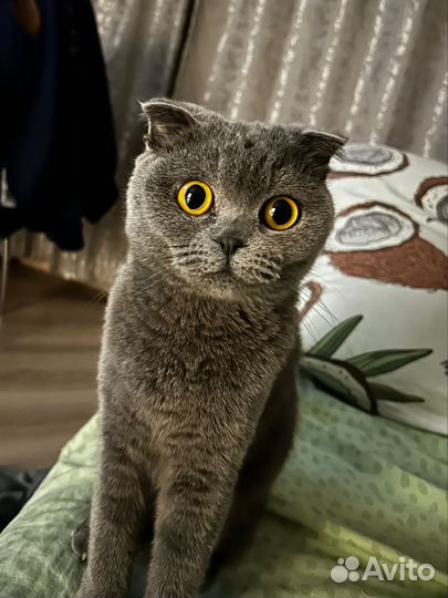 Британские вислоухие котята