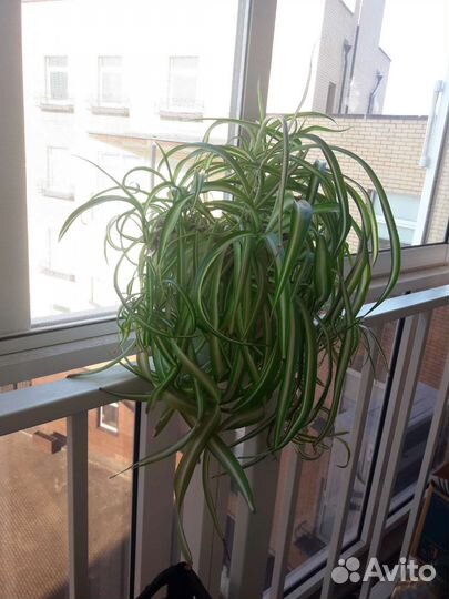 Хлорофитум кудрявый большое комнатное растение