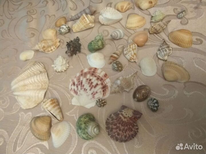 Раковины морские