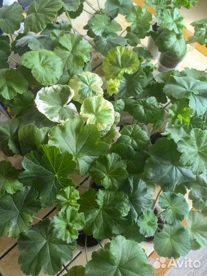 Пеларгония герань