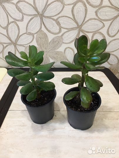 Крассула Хобит и Толстянка древовидная