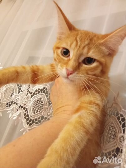 Котята мейн-кун
