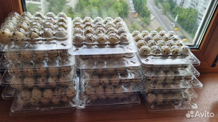 Яйца перепелиные домашние