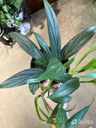 Сциндапсус эпипремнум