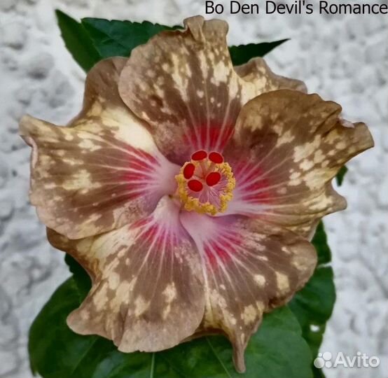 Сортовые гибискусы 1