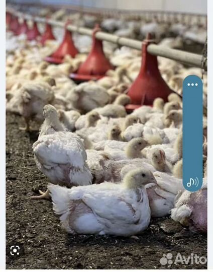 Бройлер подрощеный