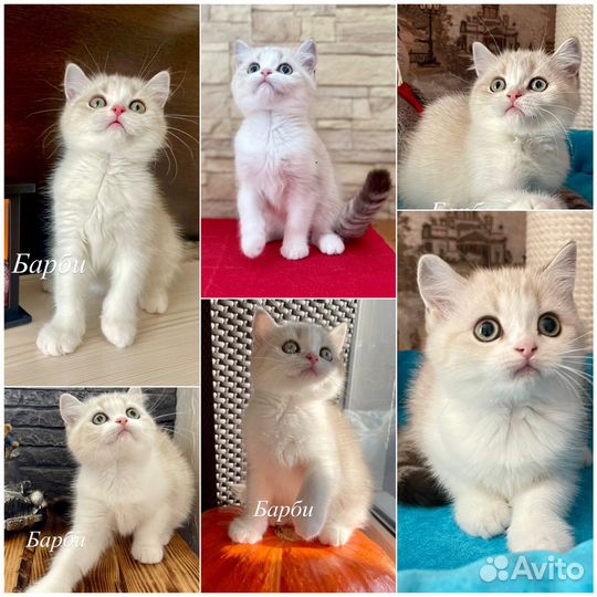Шотландские котята
