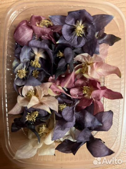 Цветы сухоцветы