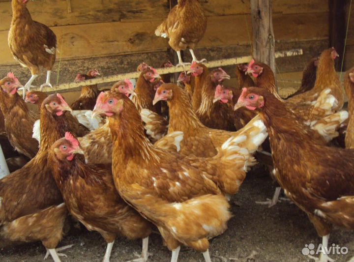 Куры Несушки