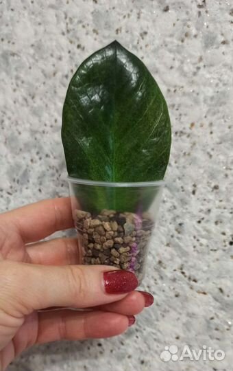 Замиокулькасы Супер нова, Занзибар