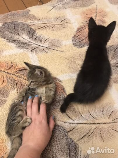 Котята в добрые руки даром