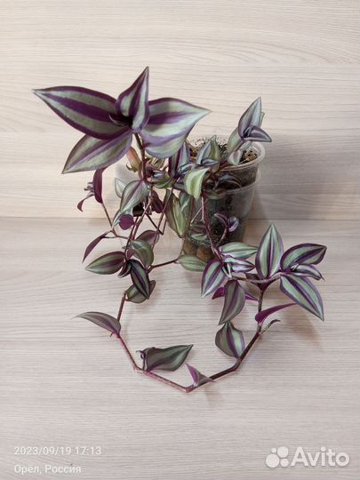 Комнатные растения (цветы) - 1