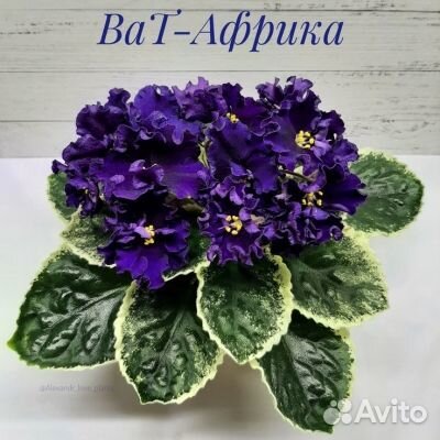 Фиалки-укоренённые листы