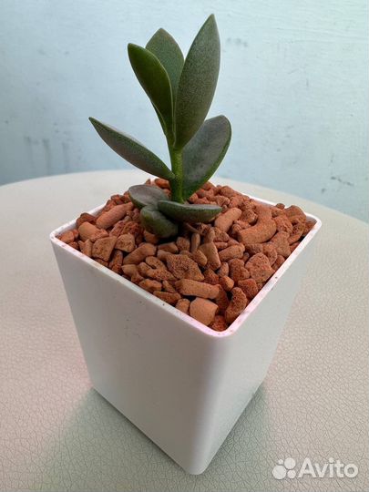 Adromischus гибрид