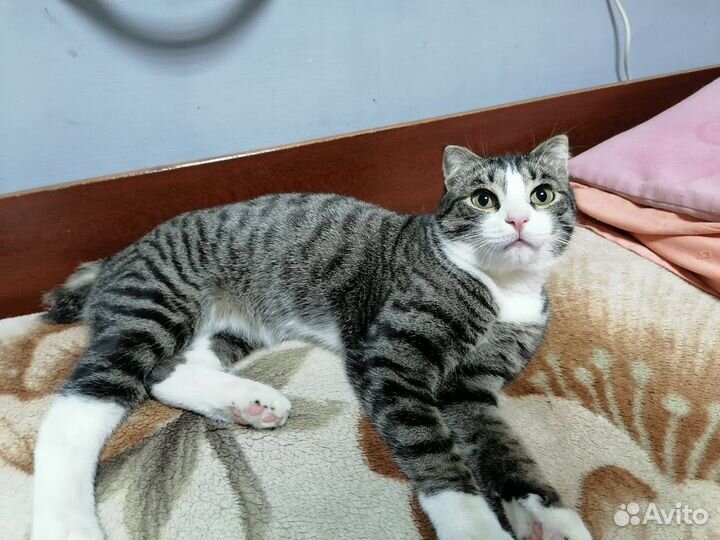 Кот Степа в хорошие руки