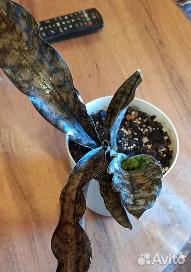 Сансевиерия