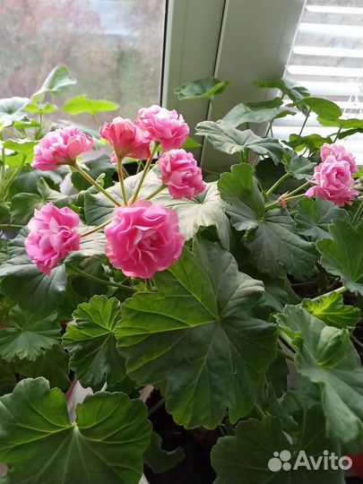 Пеларгония герань