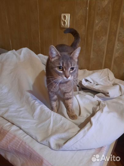 Кошка в добрые руки