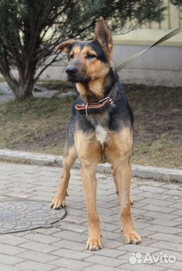 Овчарка,метис,в добрые руки