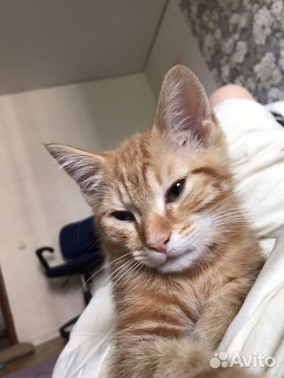 Отдав в добрые руки