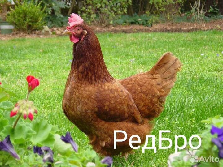 Инкубационное яйцо