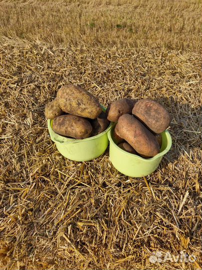 Картошка с доставкой