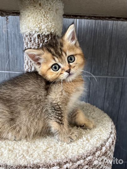 Чудесные малыши