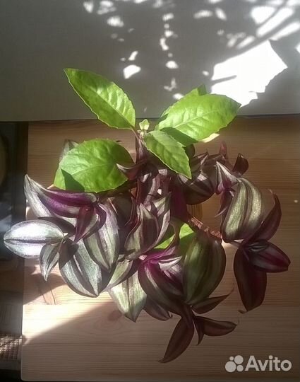 Традесканция